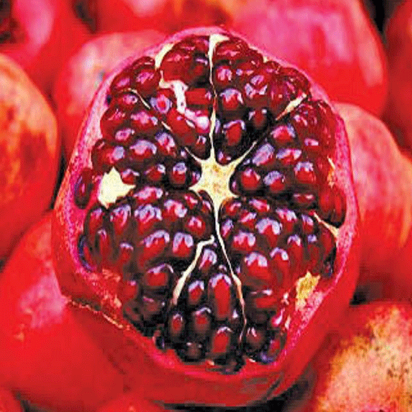 Pomegranate