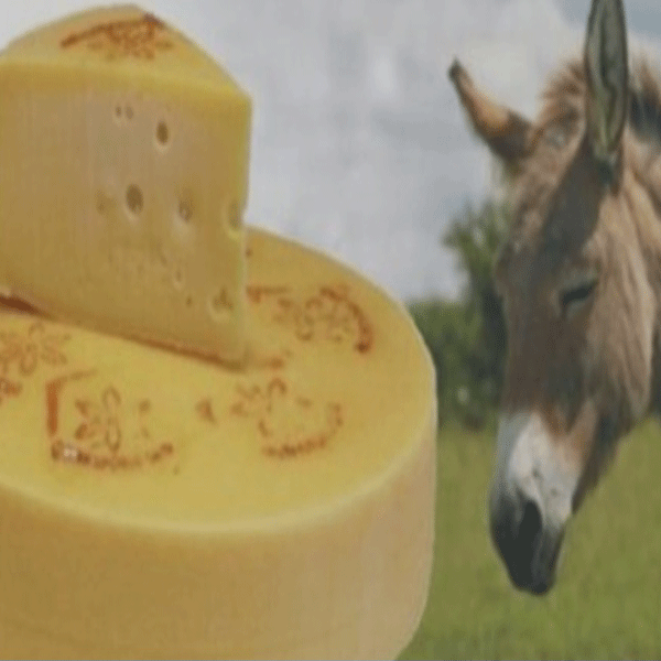 Donkey Cheese