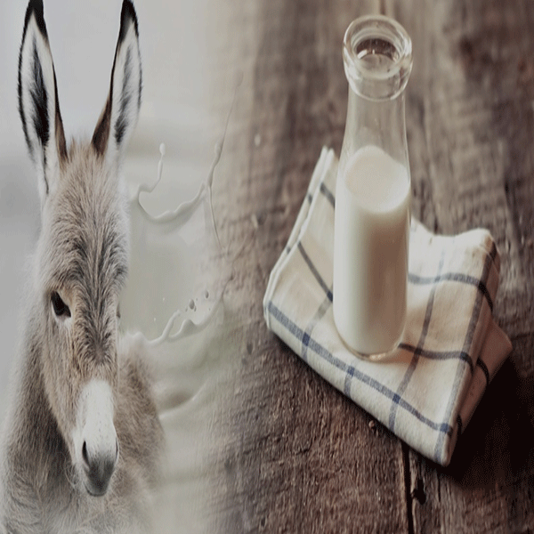 Donkey milk