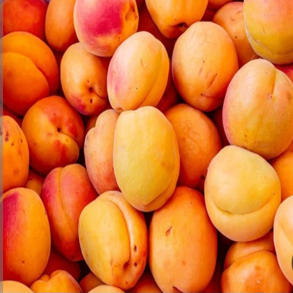 Apricot