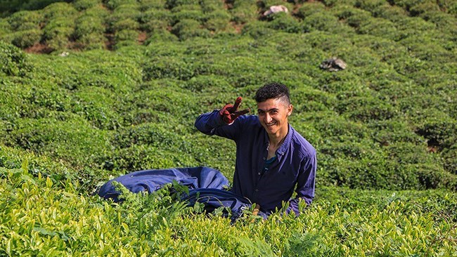 Iran’s annual tea production up 42% YOY