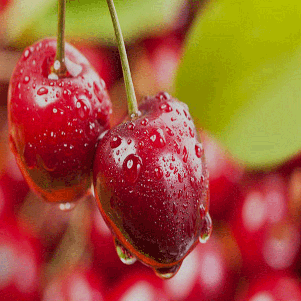 Cherry